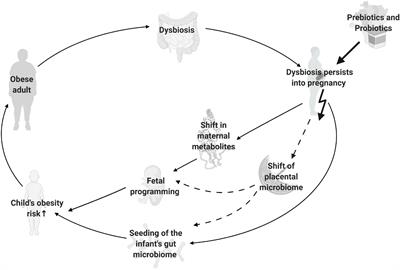 The Potential of Prebiotic and Probiotic Supplementation During Obese Pregnancy to Improve Maternal and Offspring’s Metabolic Health and Reduce Obesity Risk—A Narrative Review